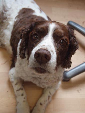 Charlie-3