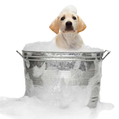 Dog in Bath small