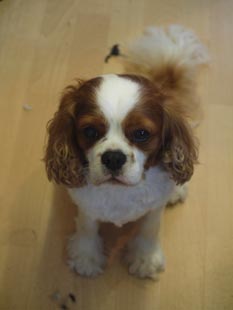Charlie-4.jpg