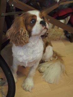 Charlie-5.jpg